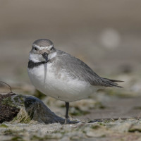 Wrybill